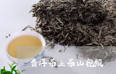 普洱茶上茶山视频/2023031791705