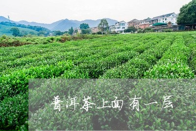 普洱茶上面有一层/2023033142805