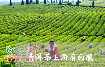 普洱茶上面有白膜/2023040129472