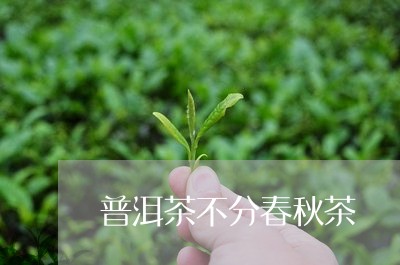 普洱茶不分春秋茶/2023031751069