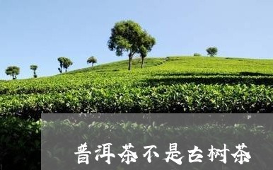 普洱茶不是古树茶/2023041267381