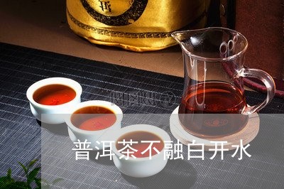 普洱茶不融白开水/2023041202724