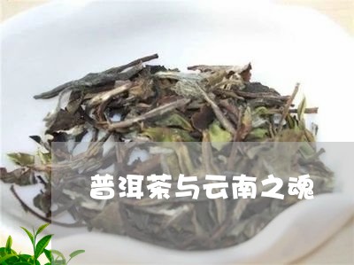 普洱茶与云南之魂/2023040122705