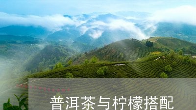 普洱茶与柠檬搭配/2023041012697