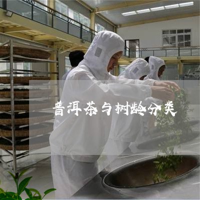 普洱茶与树龄分类/2023041005837