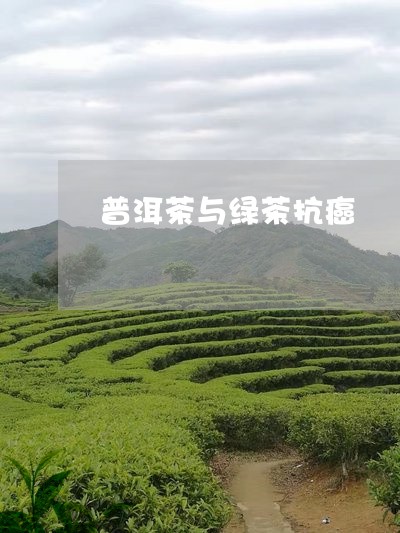 普洱茶与绿茶抗癌/2023040983615