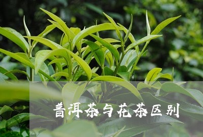 普洱茶与花茶区别/2023041230503