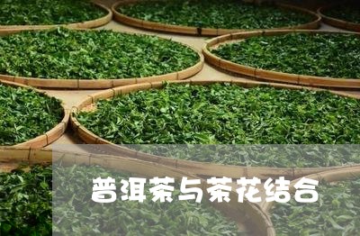 普洱茶与茶花结合/2023040171694