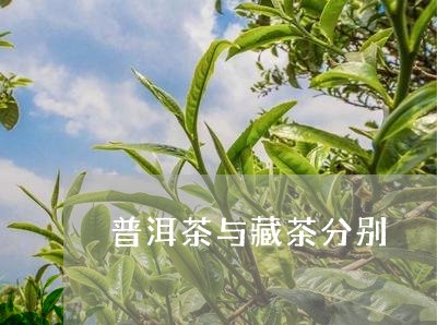 普洱茶与藏茶分别/2023041180603