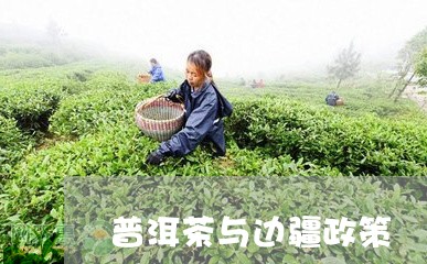 普洱茶与边疆政策/2023040925048