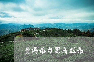 普洱茶与黑乌龙茶/2023031668683