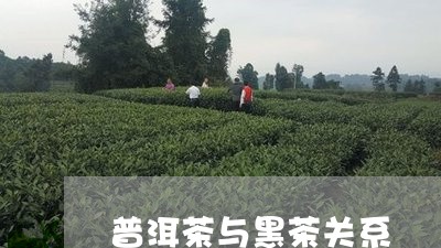 普洱茶与黑茶关系/2023041157172