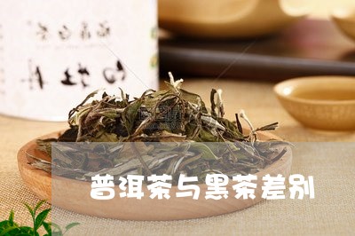 普洱茶与黑茶差别/2023041136270