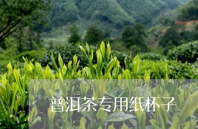 普洱茶专用纸杯子/2023041398394