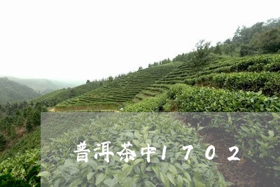 普洱茶中1702/2023041083713