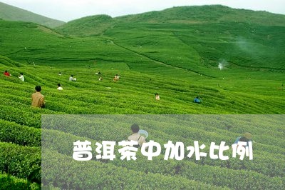 普洱茶中加水比例/2023031664837