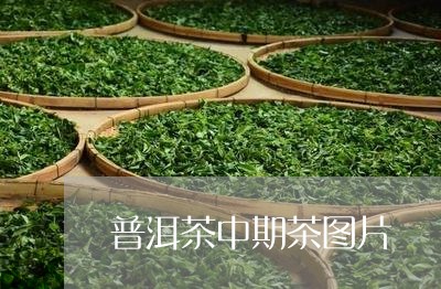 普洱茶中期茶图片/2023031794160