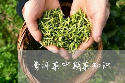 普洱茶中期茶知识/2023031793617