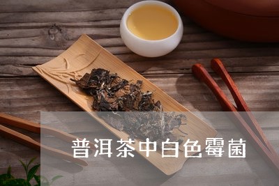 普洱茶中白色霉菌/2023041079483