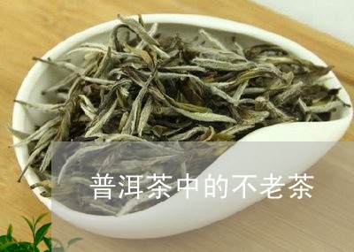 普洱茶中的不老茶/2023031598362