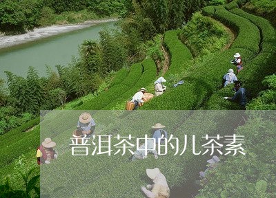 普洱茶中的儿茶素/2023033062917