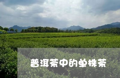 普洱茶中的单株茶/2023031655949