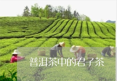 普洱茶中的君子茶/2023041164149