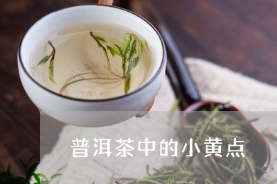 普洱茶中的小黄点/2023040115036