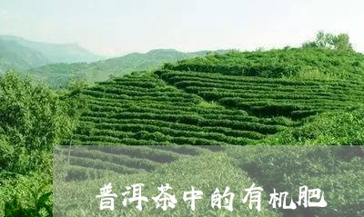 普洱茶中的有机肥/2023031617460