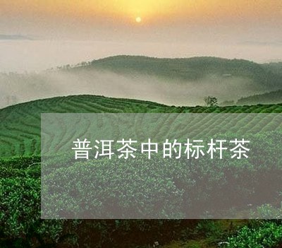 普洱茶中的标杆茶/2023041110515