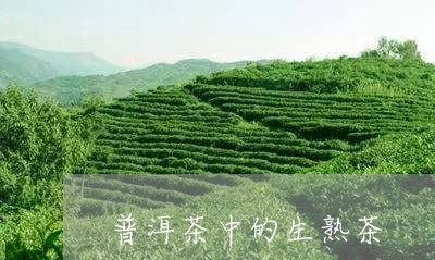 普洱茶中的生熟茶/2023031628570