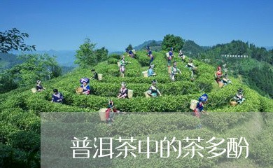 普洱茶中的茶多酚/2023041350494