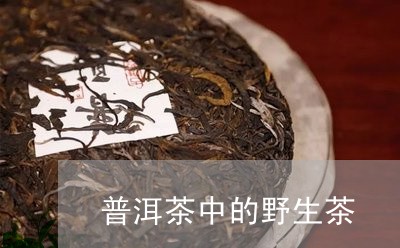 普洱茶中的野生茶/2023041139381