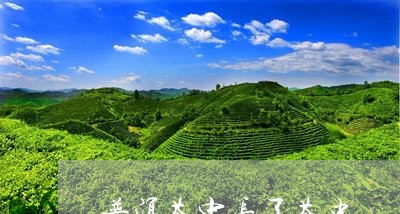 普洱茶中长了茶虫/2023041151592