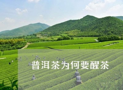 普洱茶为何要醒茶/2023041127372