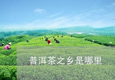 普洱茶之乡是哪里/2023041332939