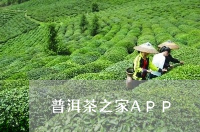 普洱茶之家APP/2023031898483