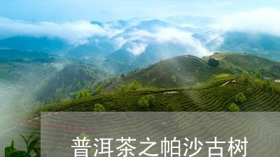 普洱茶之帕沙古树/2023033154027