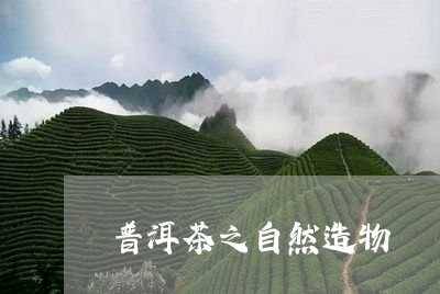 普洱茶之自然造物/2023041009493