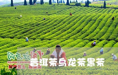 普洱茶乌龙茶黑茶/2023041107694