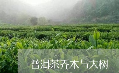 普洱茶乔木与大树/2023041048491