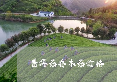 普洱茶乔木茶价格/2023031769494