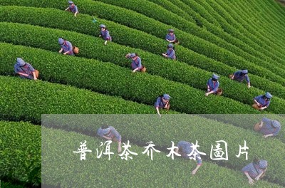 普洱茶乔木茶图片/2023041292950