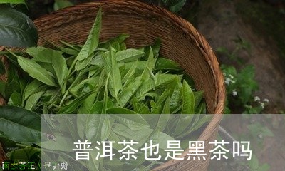 普洱茶也是黑茶吗/2023031611605