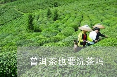 普洱茶也要洗茶吗/2023041186050