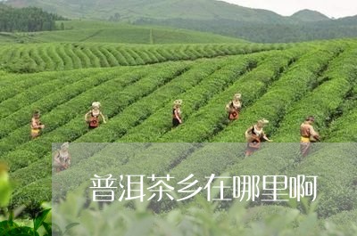 普洱茶乡在哪里啊/2023031703736