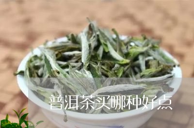 普洱茶买哪种好点/2023031808251