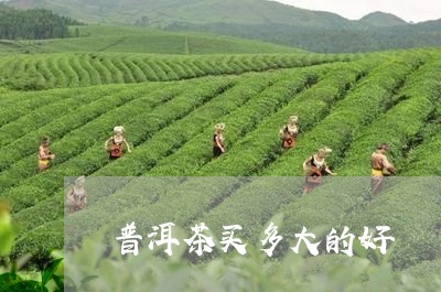 普洱茶买多大的好/2023041129502