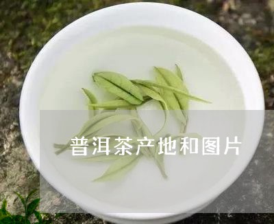 普洱茶产地和图片/2023040950482