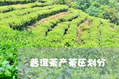 普洱茶产茶区划分/2023031894147